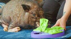 This Little Piggy Wants Wheels This Little Piggy Wants Wheels