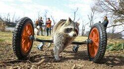 Boone Raccoon-ing and Rolling Boone Raccoon-ing and Rolling