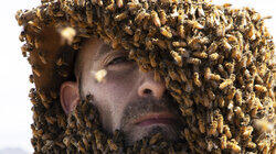 Swarmed By Killer Bees Swarmed By Killer Bees