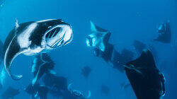 Manta Ray Tornado Manta Ray Tornado