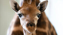 A Baby Giraffe's Tall Order A Baby Giraffe's Tall Order
