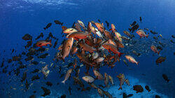 Shark City Of Palau Shark City Of Palau