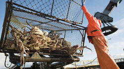 On the Crab On the Crab