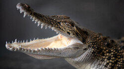 Backyard Croc Rescue Backyard Croc Rescue