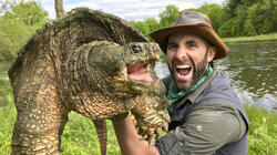 Legendary Turtle of Texas Legendary Turtle of Texas