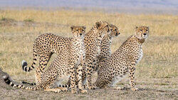 Survivors of the Savanna Survivors of the Savanna