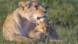 Kingdom of Predators Kingdom of Predators