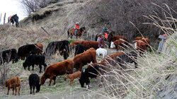 Cattle Drive Cattle Drive
