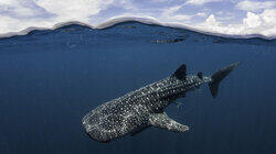 Whale Sharks Of Qatar Whale Sharks Of Qatar