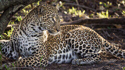 Rebirth in the Mara Rebirth in the Mara