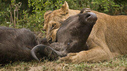 Lion Lion