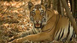 Tiger Jungles Tiger Jungles