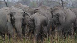 Elephant Kingdom Elephant Kingdom