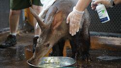 Aardvark Love! Aardvark Love!