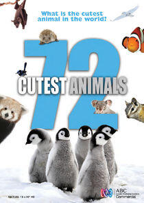 72 Cutest Animals 72 Cutest Animals