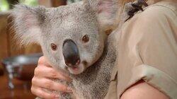Koala Koala Koaloa Koala Koala Koaloa