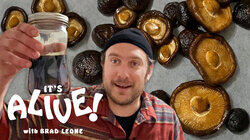 Brad Makes Fermented Mushrooms Brad Makes Fermented Mushrooms