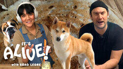 Brad and Sohla Make Dosas