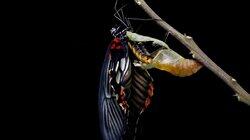 Acrobatic Cats and Butterfly Wings Acrobatic Cats and Butterfly Wings