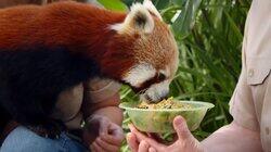 Ravi the Red Panda Ravi the Red Panda