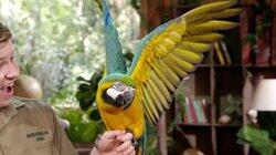 Meet the Macaw Meet the Macaw