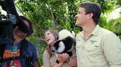 Lemur Land Lemur Land