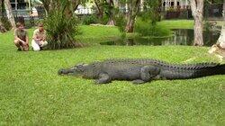 Our Old Friend the Crocodile Our Old Friend the Crocodile