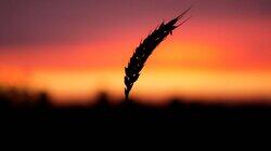 The Agricultural Revolution The Agricultural Revolution
