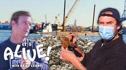 Brad Restores Oyster Reefs Brad Restores Oyster Reefs