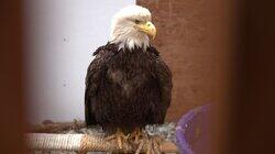 Release the Eagle Release the Eagle