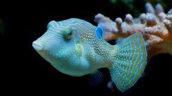 Rainbow Reef Rainbow Reef