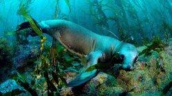 Soul of the Ocean Soul of the Ocean