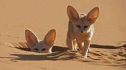 Dogs in the Wild : Meet the Family Dogs in the Wild : Meet the Family