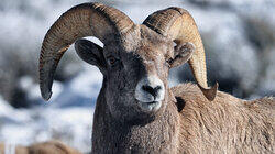 Sheep on the Mountain Sheep on the Mountain
