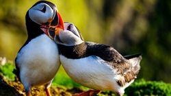 The Pembrokeshire Coast: A Wild Year