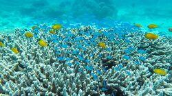 The Battle for the Great Barrier Reef The Battle for the Great Barrier Reef
