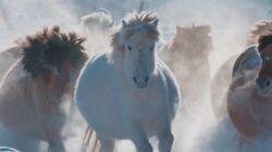 A Horse's Tale A Horse's Tale