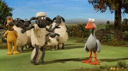 Sheep Sheep Goose Sheep Sheep Goose