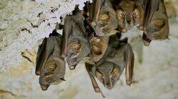 The Bats of Texas The Bats of Texas