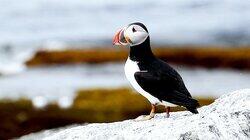 Puffin Island Puffin Island
