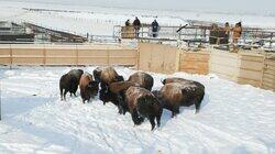Bison Wranglers Bison Wranglers