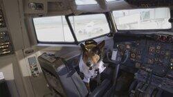 Dogs on a Plane Dogs on a Plane