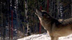 Nalla Fights Back Nalla Fights Back