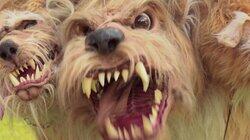 Cerberus Cerberus