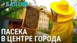 История пасечника из Риги История пасечника из Риги