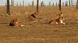 The Lion's Den The Lion's Den
