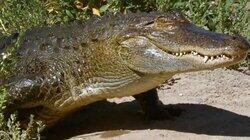 Gator Tale Gator Tale