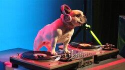 Hip Hop Dogs Hip Hop Dogs