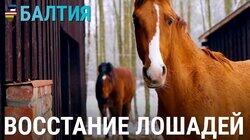 Восстание лошадей. История одной латвийской фермы Восстание лошадей. История одной латвийской фермы
