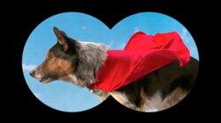 Superhero Dogs! Superhero Dogs!